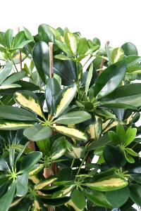 Plante verte artificielle Schefflera - décoration d'intérieur - H.150cm panaché