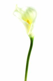 Fleur artificielle Arome haute qualit - composition bouquet - H.65cm blanc