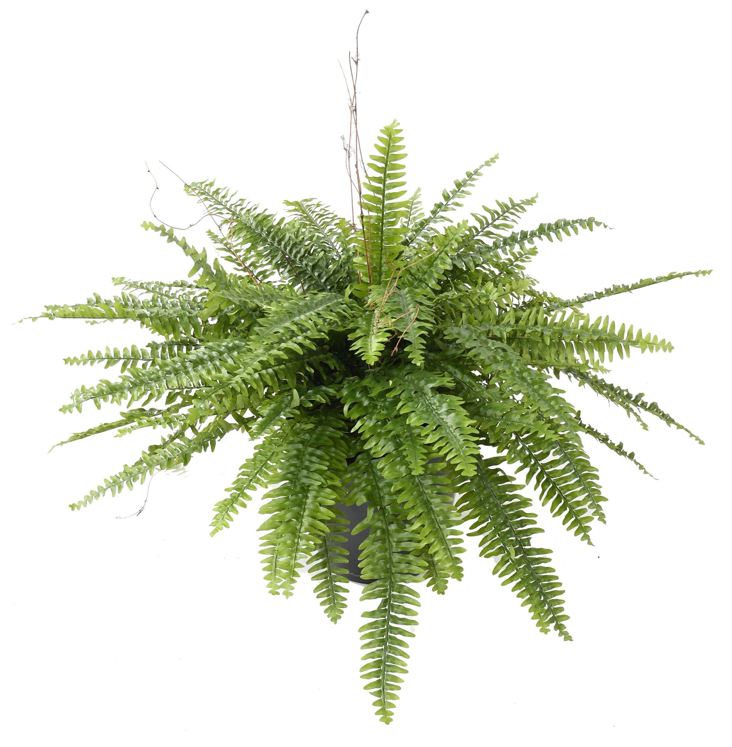 Fougère et Asplenium Artificielle