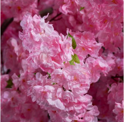 Arbre japonais Cerisier artificiel fleuri - décoration d'intérieur - H.230cm rose