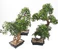 Bonsaï Aralia arbre miniature en coupe - plante synthétique intérieur - H.60cm