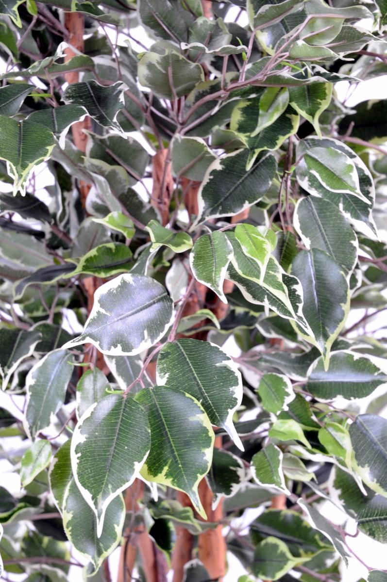 Arbre artificiel Ficus Exotica - plante d'intérieur - H.180cm vert/crème