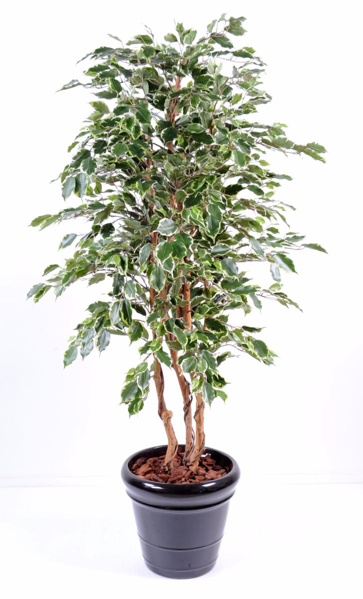 Arbre artificiel Ficus Exotica - plante d'intérieur - H.180cm vert/crème