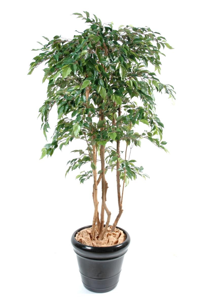 Arbre artificiel Ficus Natasja multi-troncs - plante synthétique intérieur - H.180cm