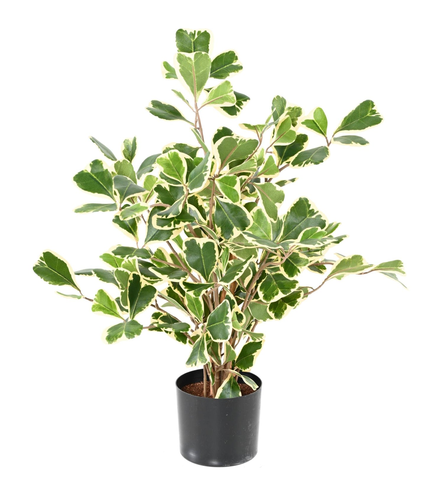 Arbre artificiel Ficus Triangularis - plante d'intérieur - H.50cm vert/crème