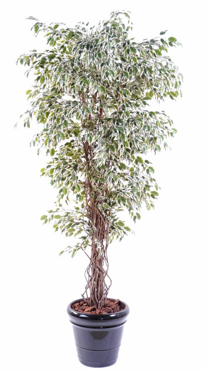 Arbre artificiel Ficus lianes petites feuilles - plante d'intérieur - H.150cm vert/crème