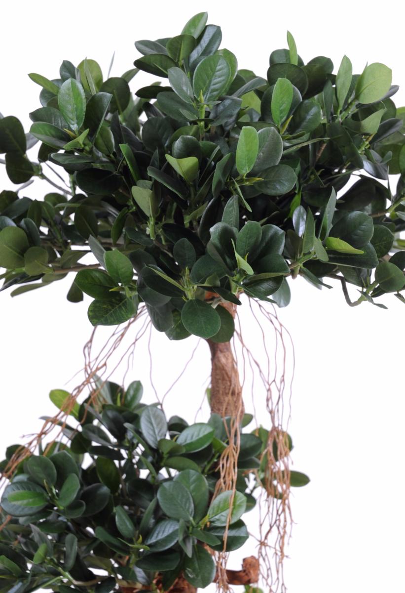 Arbre artificiel Ficus Panda Microcarpa - plante intérieur - H.170cm