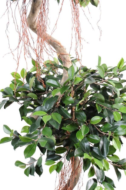 Arbre artificiel Ficus spirale 2 boules - plante d'intérieur - H.180cm vert