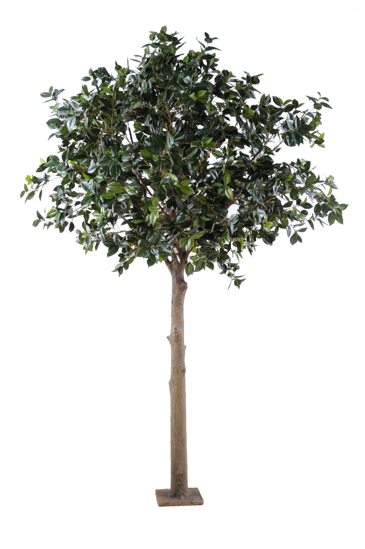 Arbre artificiel Fruitier sur platine - Camélia Japonica Tree - H.300cm vert