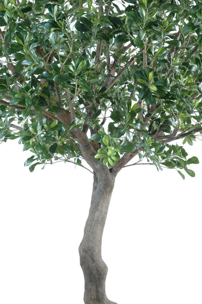 Arbre artificiel Pittosporum - plante décoration d'intérieur - H.260cm