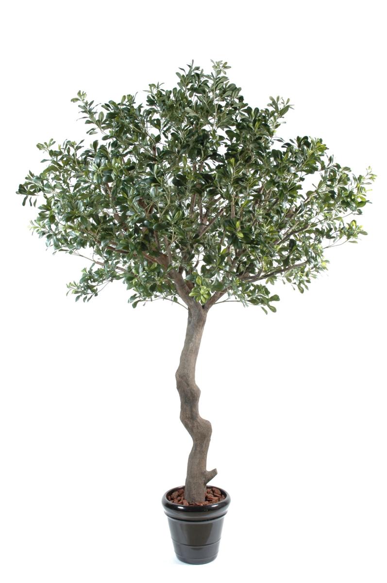 Arbre artificiel Pittosporum - plante décoration d'intérieur - H.260cm