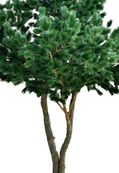 Arbre forestier artificiel Pin maritime - décoration d'intérieur - H.430cm