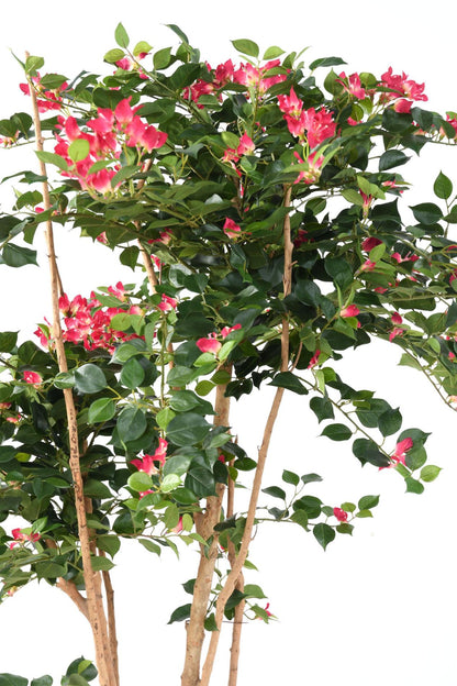 Arbre semi-naturel fleuri Bougainvillier Root - plante d'intérieur - H.160cm fuchsia