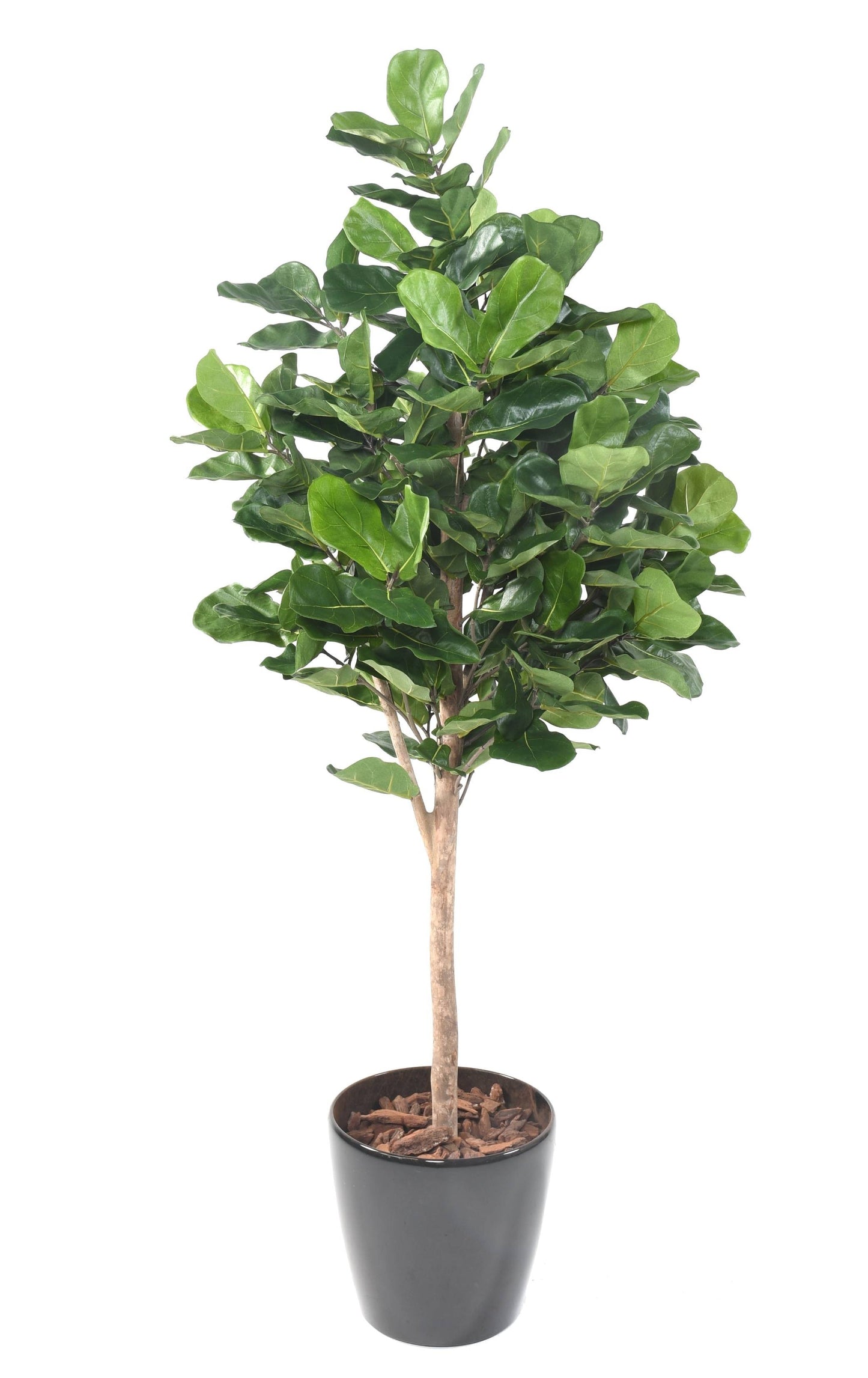 Arbre artificiel Ficus Lyrata Royal - plante artificielle d'intérieur - H.180cm vert