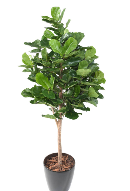 Arbre artificiel Ficus Lyrata Royal - plante artificielle d'intérieur - H.180cm vert