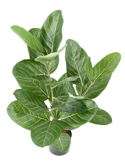 Arbuste artificiel Ficus Audrey - plante synthétique d'intérieur - H.62cm