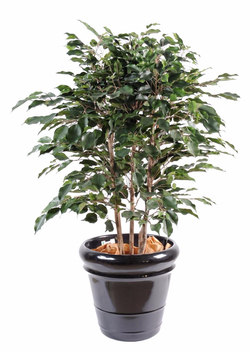 Arbuste artificiel Ficus Exotica buisson - plante d'intérieur - H.80cm vert