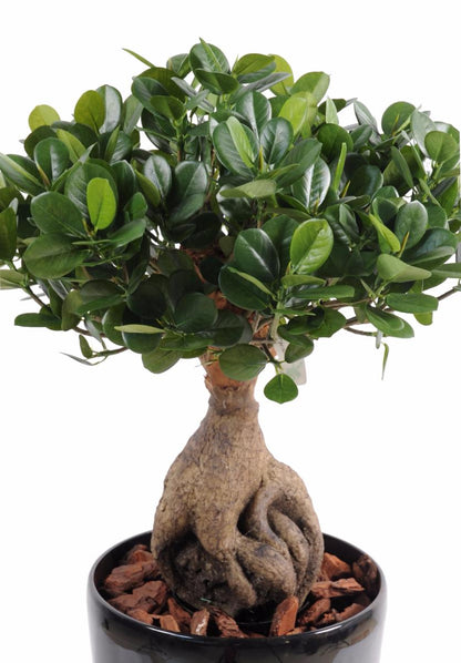 Bonsaï artificiel arbre miniature Ficus Panda Ginseng - plante d'intérieur - H.60cm