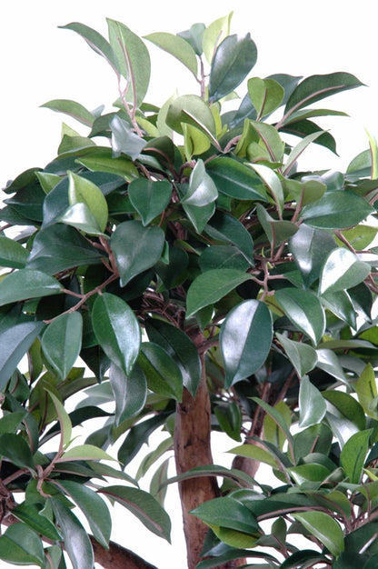 Bonsaï artificiel arbre miniature Ficus en coupe - plante d'intérieur - H.78 cm