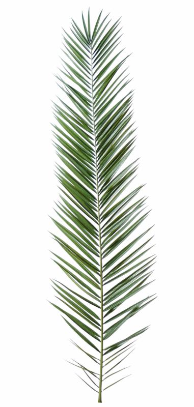 Feuille artificielle de Palmier Phoenix Canariensis Palme H.225 cm