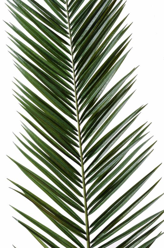 Feuille artificielle de Palmier Phoenix Canariensis Palme H.225 cm