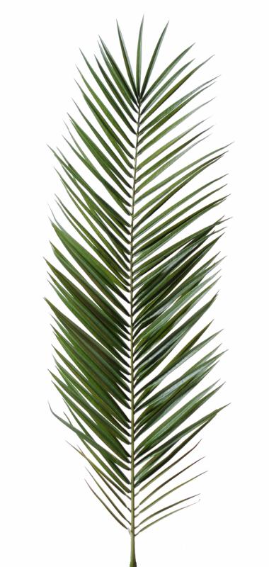 Feuille artificielle de Palmier Phoenix Canariensis Palme H.150cm