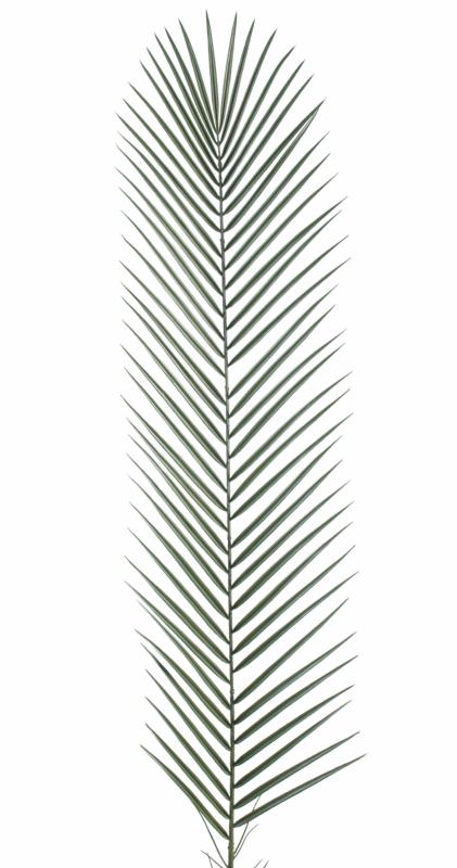 Feuille artificielle de Palmier Phoenix Palme plastique - extérieur - H.135 cm