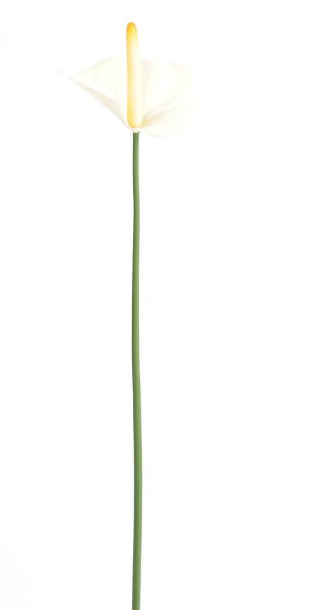 Fleur artificielle Anthurium - décoration florale - H.60cm blanc