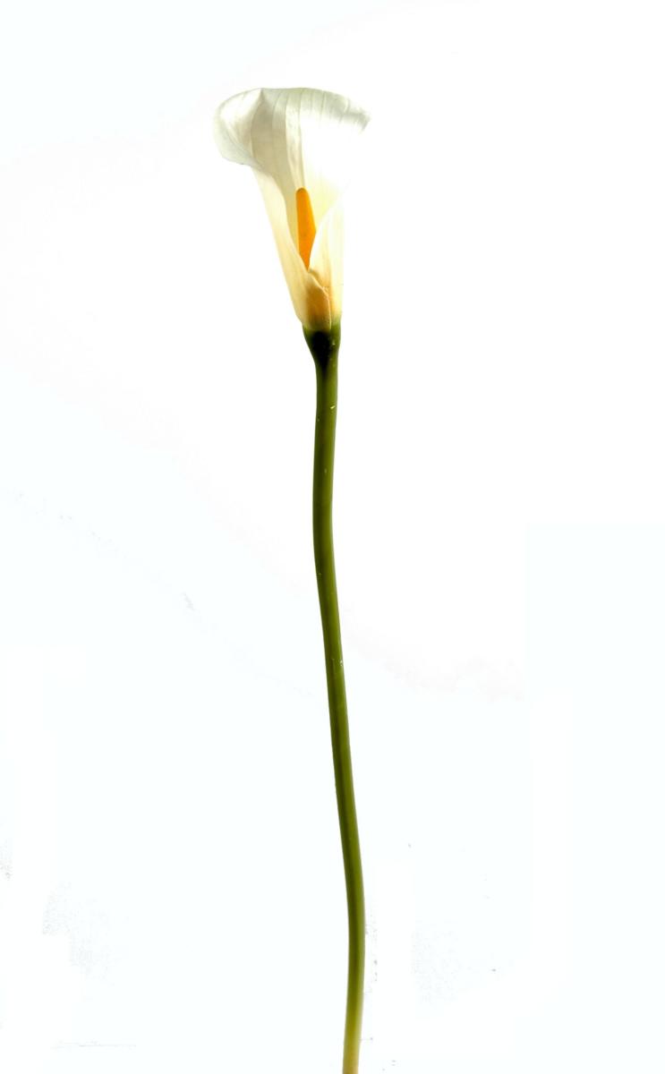 Fleur artificielle Calla Lily - création de bouquet - H.90cm blanc