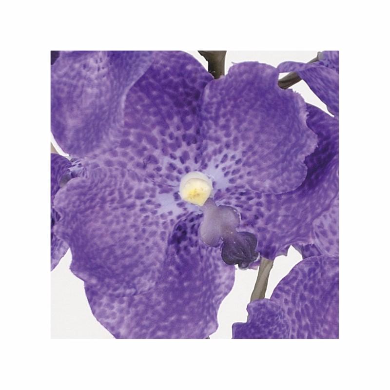 Fleur artificielle Orchidée Vanda feuillage et racines H.58cm lavande