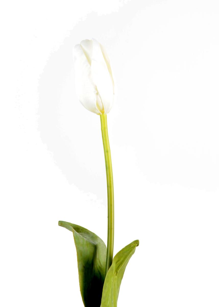 Fleur artificielle coupée Tulipe - décoration d'intérieur - H.79cm blanc