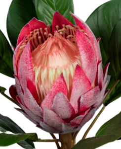 Fleur artificielle tige de Protea géante - création florale intérieur - H.80cm fuchsia