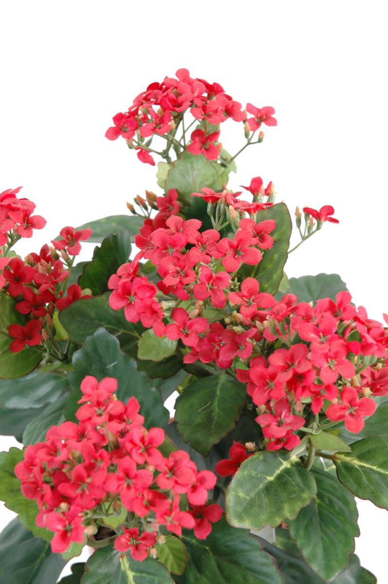 Fleurs artificielles Kalanchoe - plante en piquet - H.25cm rouge