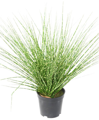 Graminée artificielle Miscanthus sinensis Zebrinus - intérieur - H.45cm vert jaune