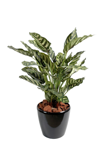 Maranta artificiel Calathea Makoyana - plante verte d'intérieur - H.56cm