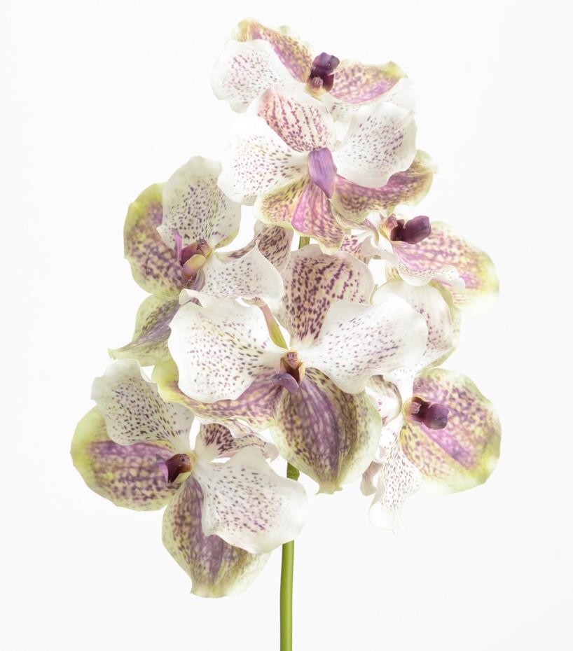 Orchidée Vanda artificielle ROTHSCHIL Diana - Real touch gamme luxe - H.58cm blanc violet