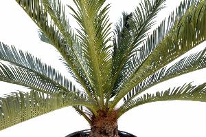 Palmier artificiel Cycas géant 15 palmes - plante d'intérieur - H.100cm vert