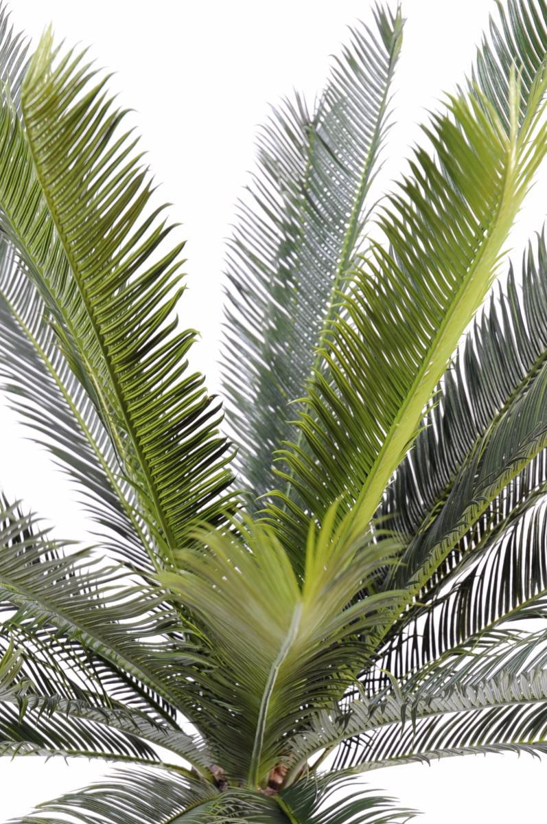 Palmier artificiel Cycas tronc - plante intérieur extérieur - H.100cm vert