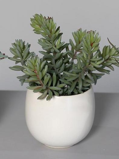 Plante artificielle 3 succulentes en pot blanc - cactus d'intérieur - H.15cm