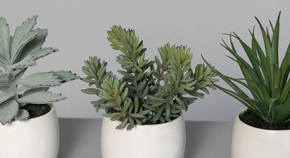 Plante artificielle 3 succulentes en pot blanc - cactus d'intérieur - H.15cm