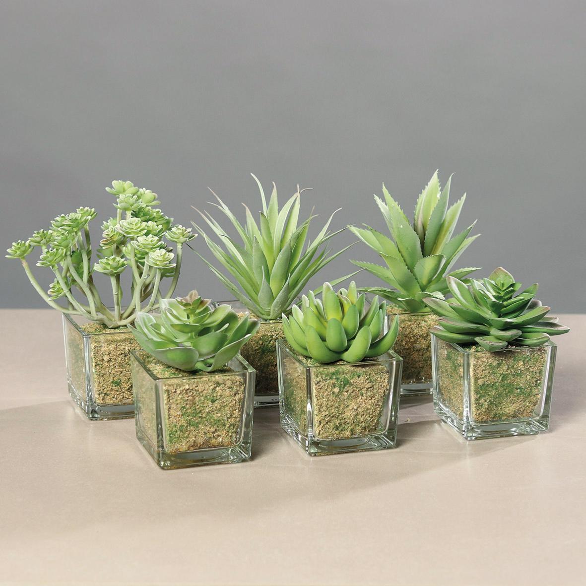 Plante artificielle 6 succulentes avec pots en verre - cactus d'intérieur - H.16cm