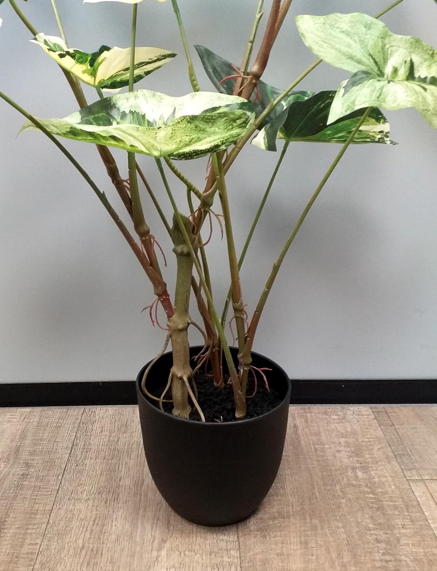 Plante artificielle Alocasia en pot - plante d'intérieur - H.75cm vert crème