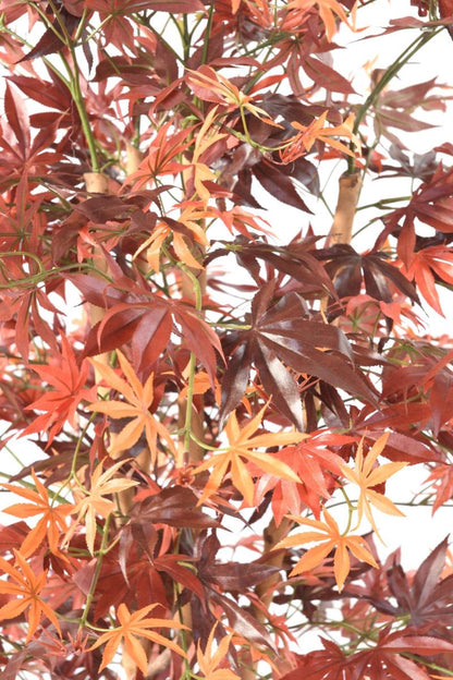Plante artificielle Aralia automne - érable synthétique pour intérieur - H.150cm