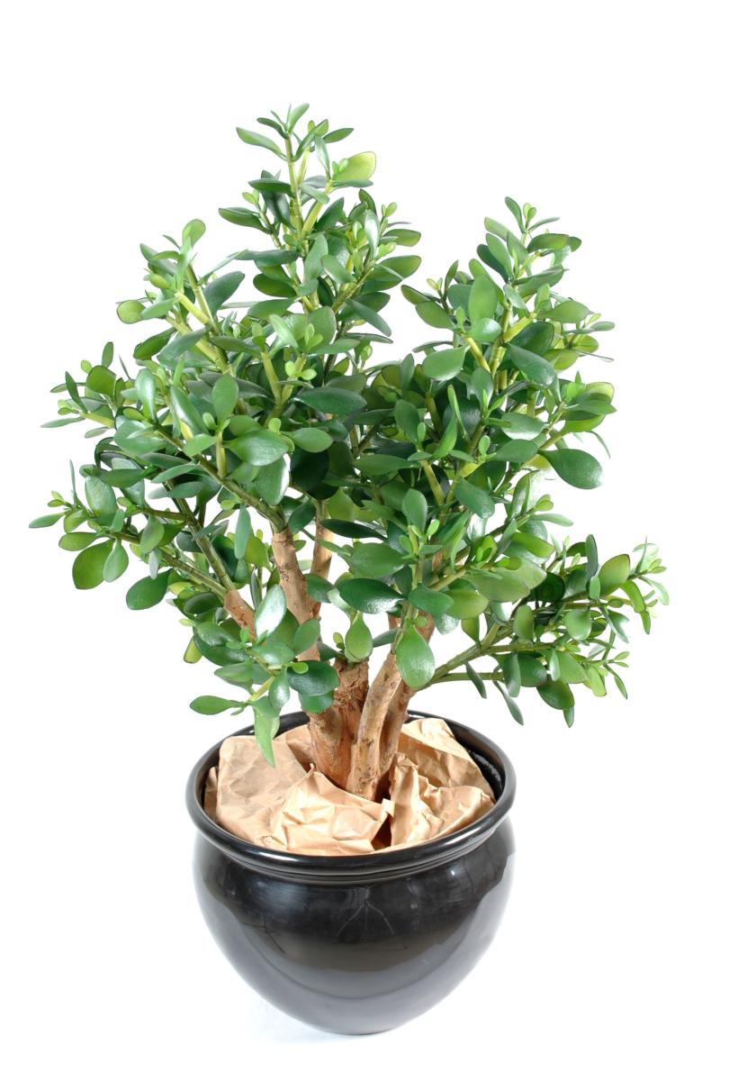 Plante artificielle Cactus Crassula large - plante synthétique - H.65 cm vert