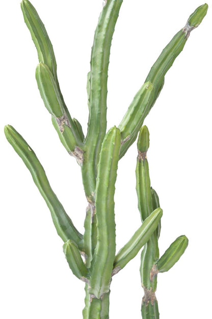 Plante artificielle Cactus Finger F - Plante pour intérieur - H.120cm vert