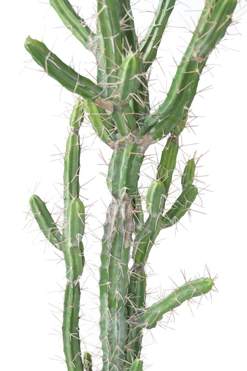 Plante artificielle Cactus Finger F - Plante pour intérieur - H.85cm vert