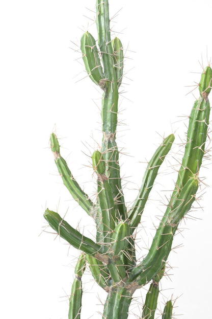 Plante artificielle Cactus Finger F - Plante pour intérieur - H.85cm vert