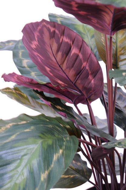 Plante artificielle Calathea Roseopicta - décoration d'intérieur - H.70cm vert rouge