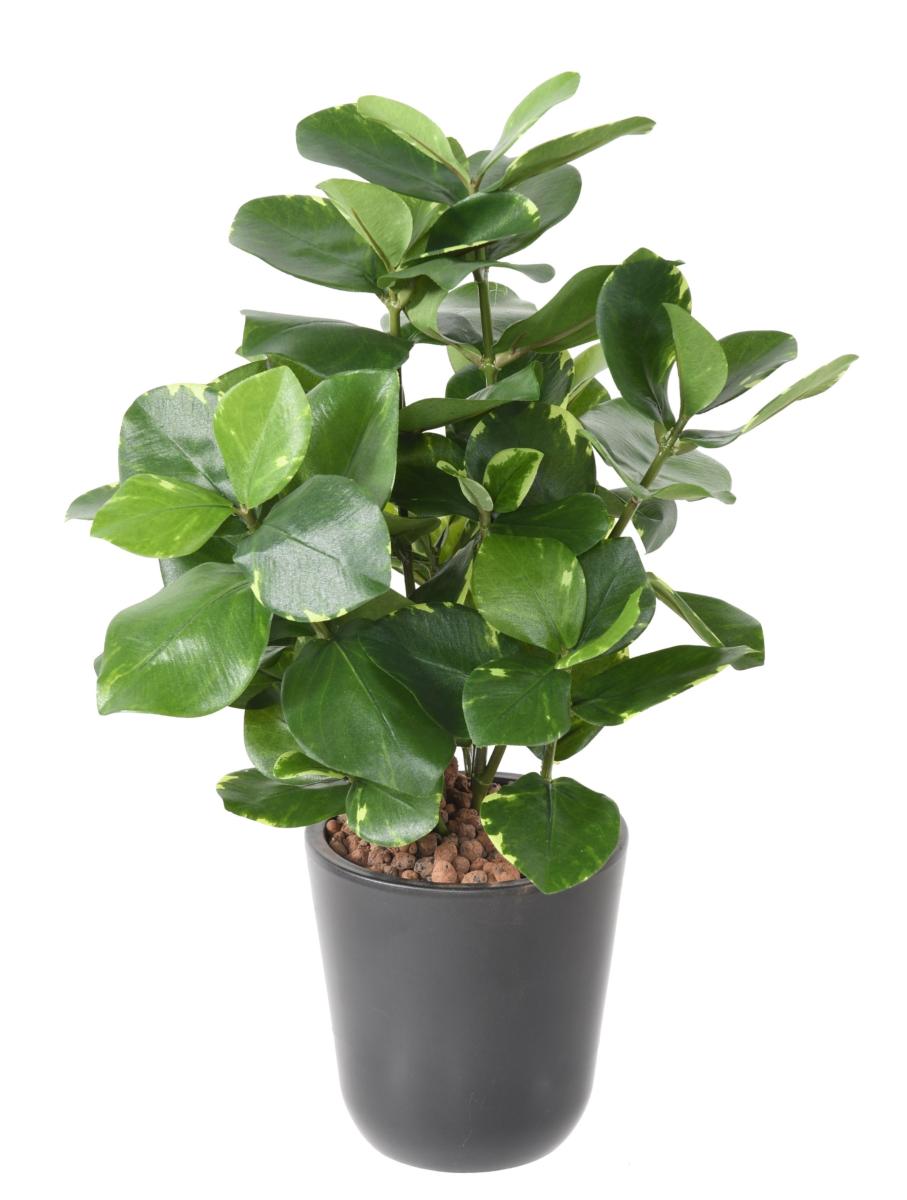 Plante artificielle Clusia - décoration d'intérieur - H.45cm vert crème