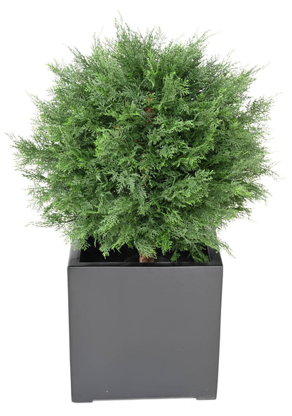 Plante artificielle Cyprès Lawson boule UV - intérieur extérieur - H.90cm